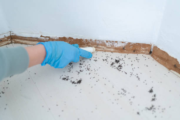 Best Emergency Pest Control  in New Sharon, IA
